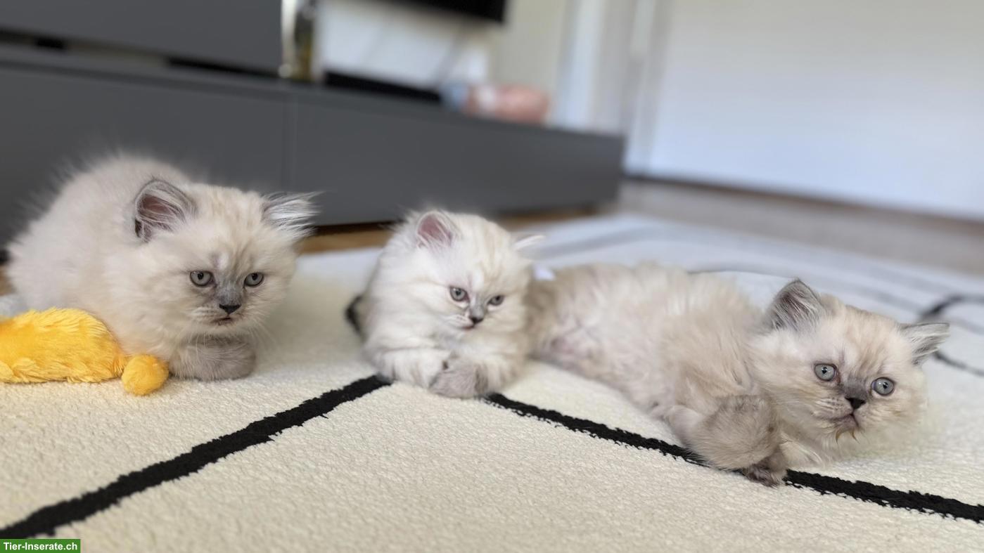Bild 3: Wunderschöne Perser Kitten, Chinchilla