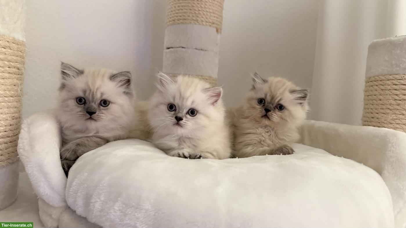 Bild 4: Wunderschöne Perser Kitten, Chinchilla