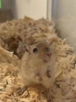 Weibliche Mongolische Rennmaus zur Vergesellschaftung GESUCHT