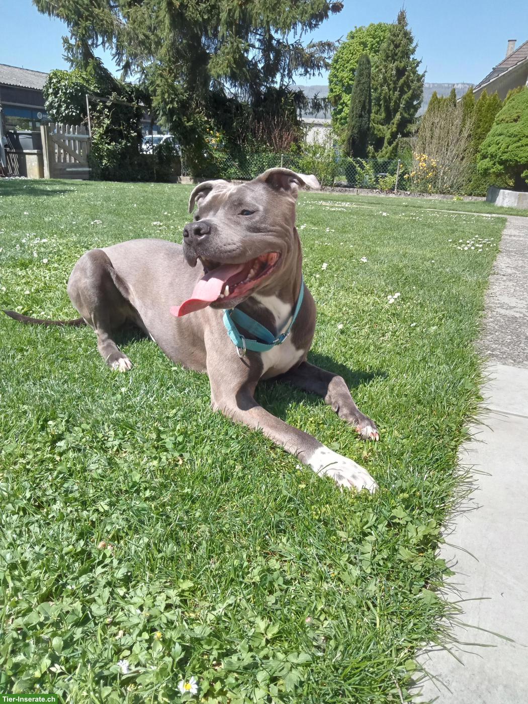 Amstaff Rüde sucht erfahrenes Zuhause