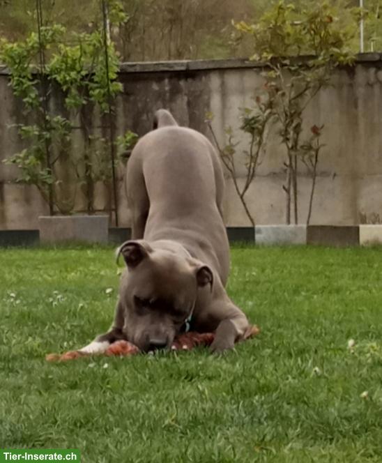 Bild 2: Amstaff Rüde sucht erfahrenes Zuhause