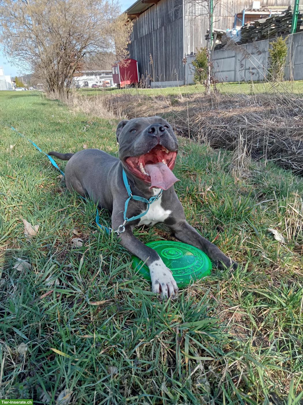 Bild 3: Amstaff Rüde sucht erfahrenes Zuhause