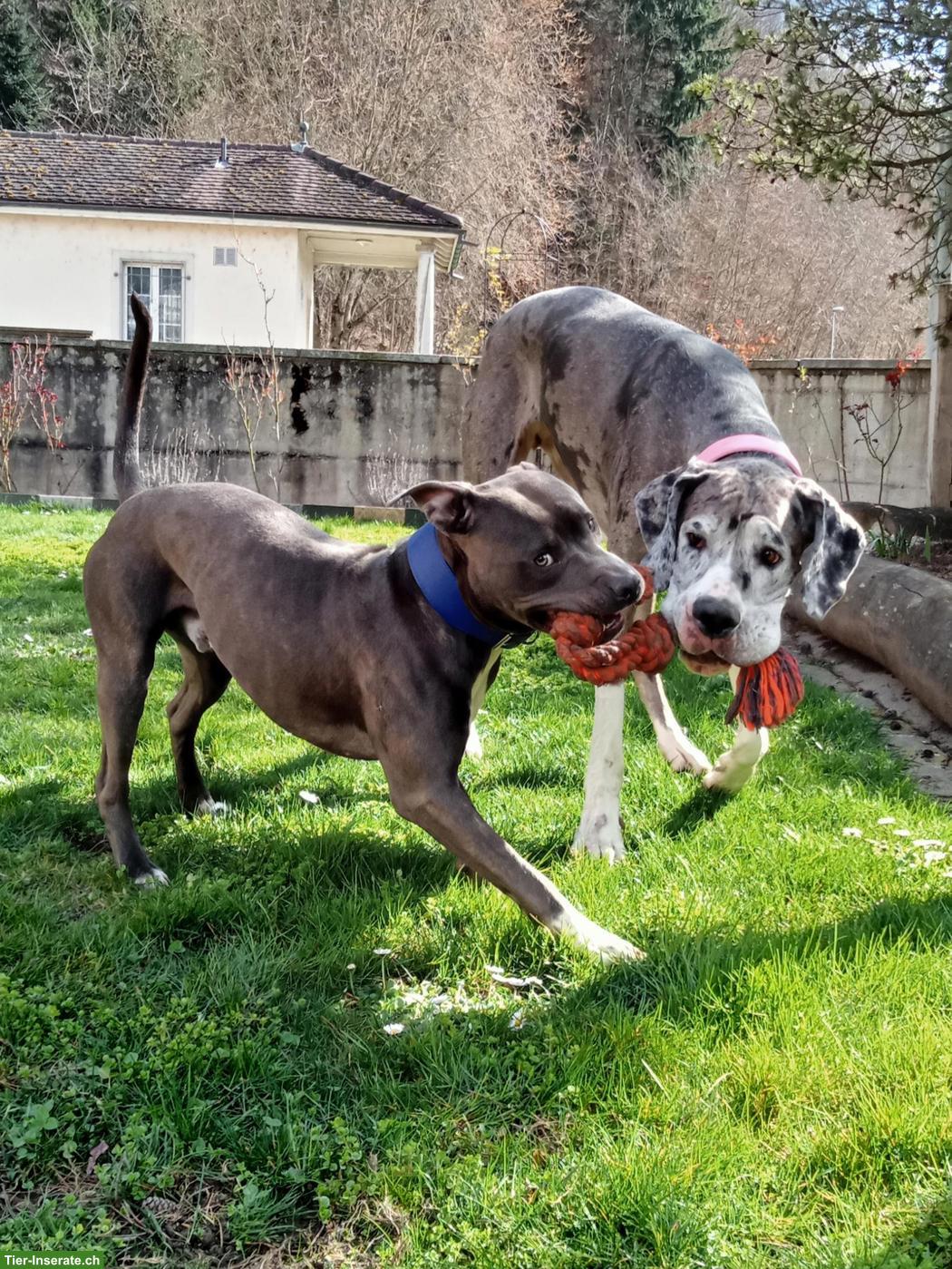 Bild 5: Amstaff Rüde sucht erfahrenes Zuhause