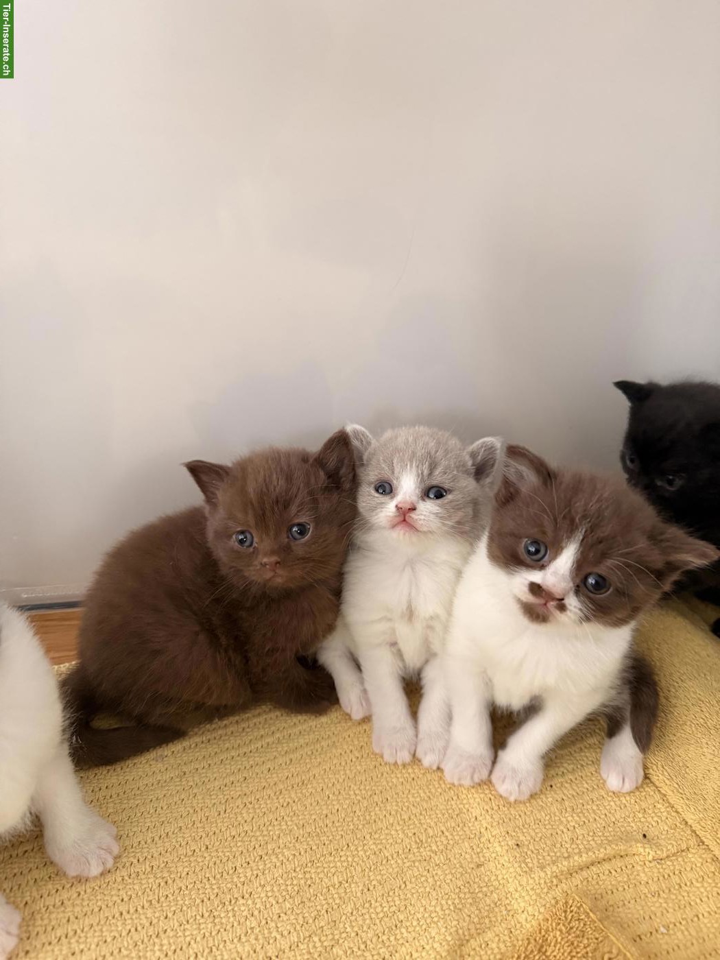 Bild 4: Wurfankündigung BKH Kitten