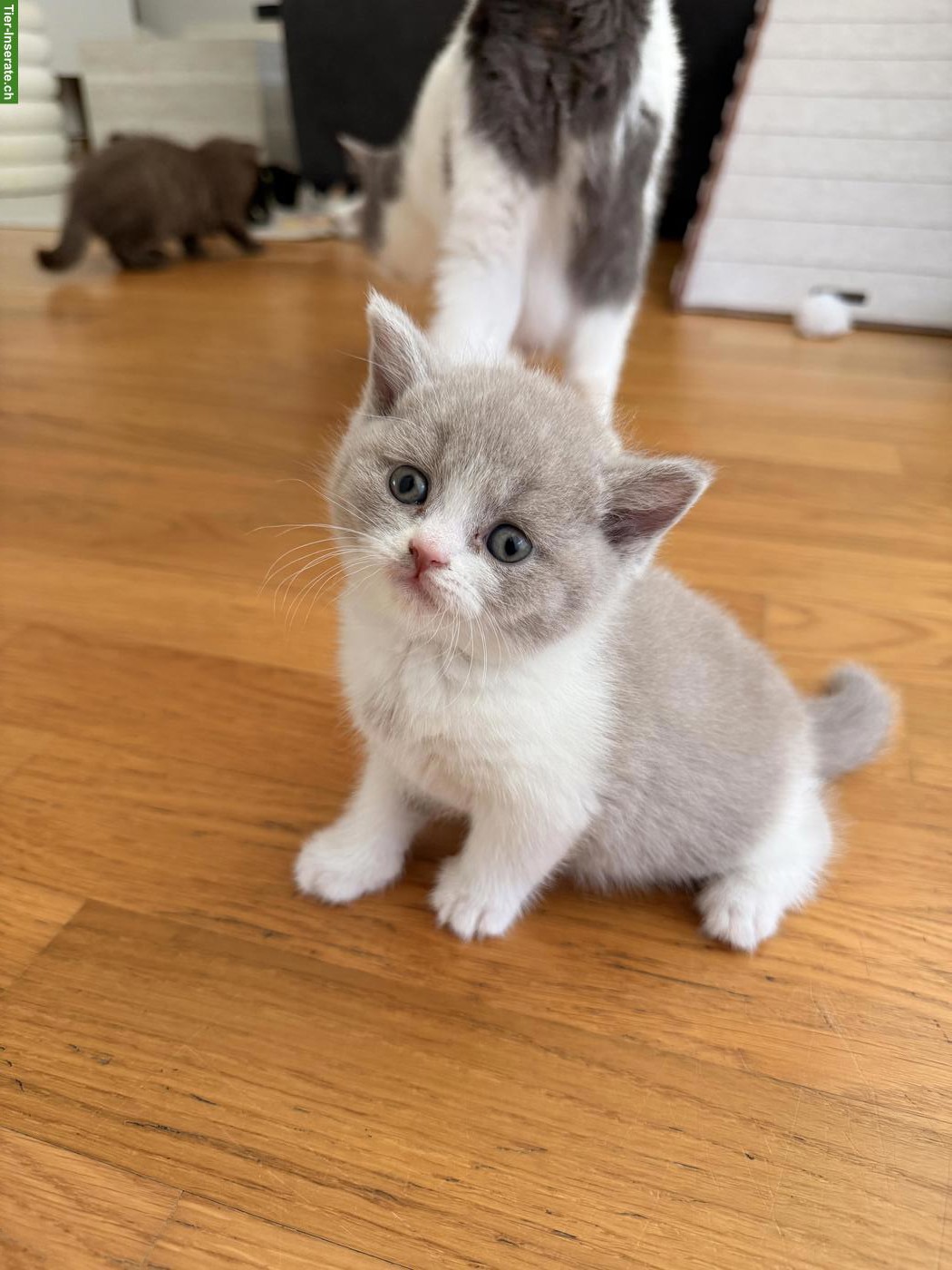 Bild 5: Wurfankündigung BKH Kitten