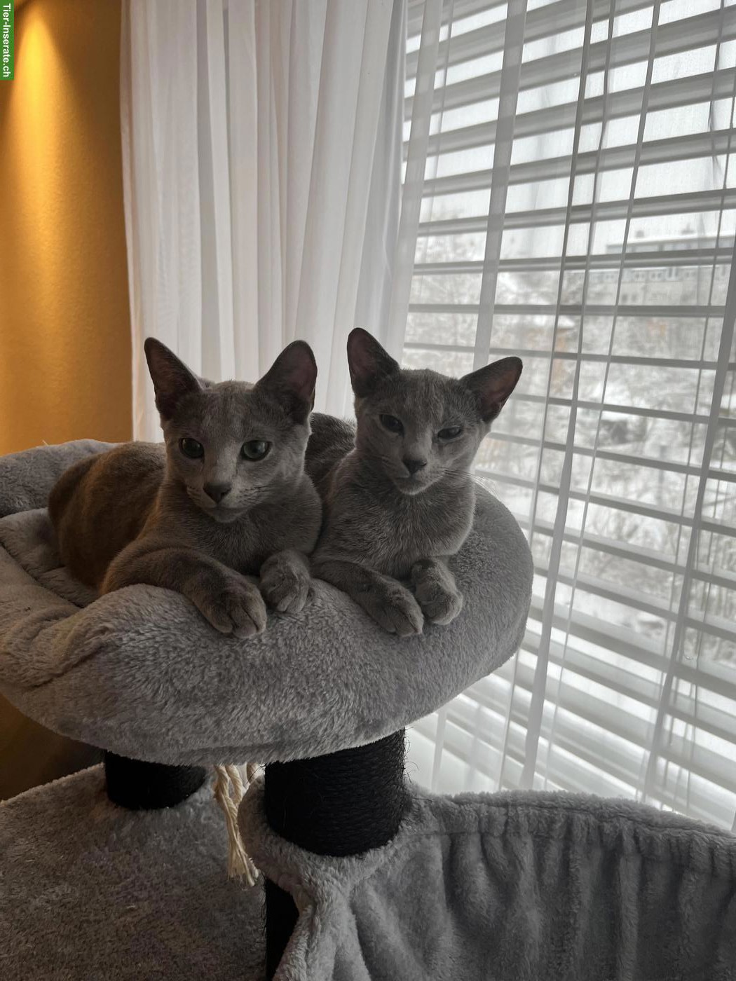 Russisch Blau Katzen Geschwisterpaar sucht liebes Zuhause