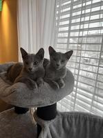 Russisch Blau Katzen Geschwisterpaar sucht liebes Zuhause