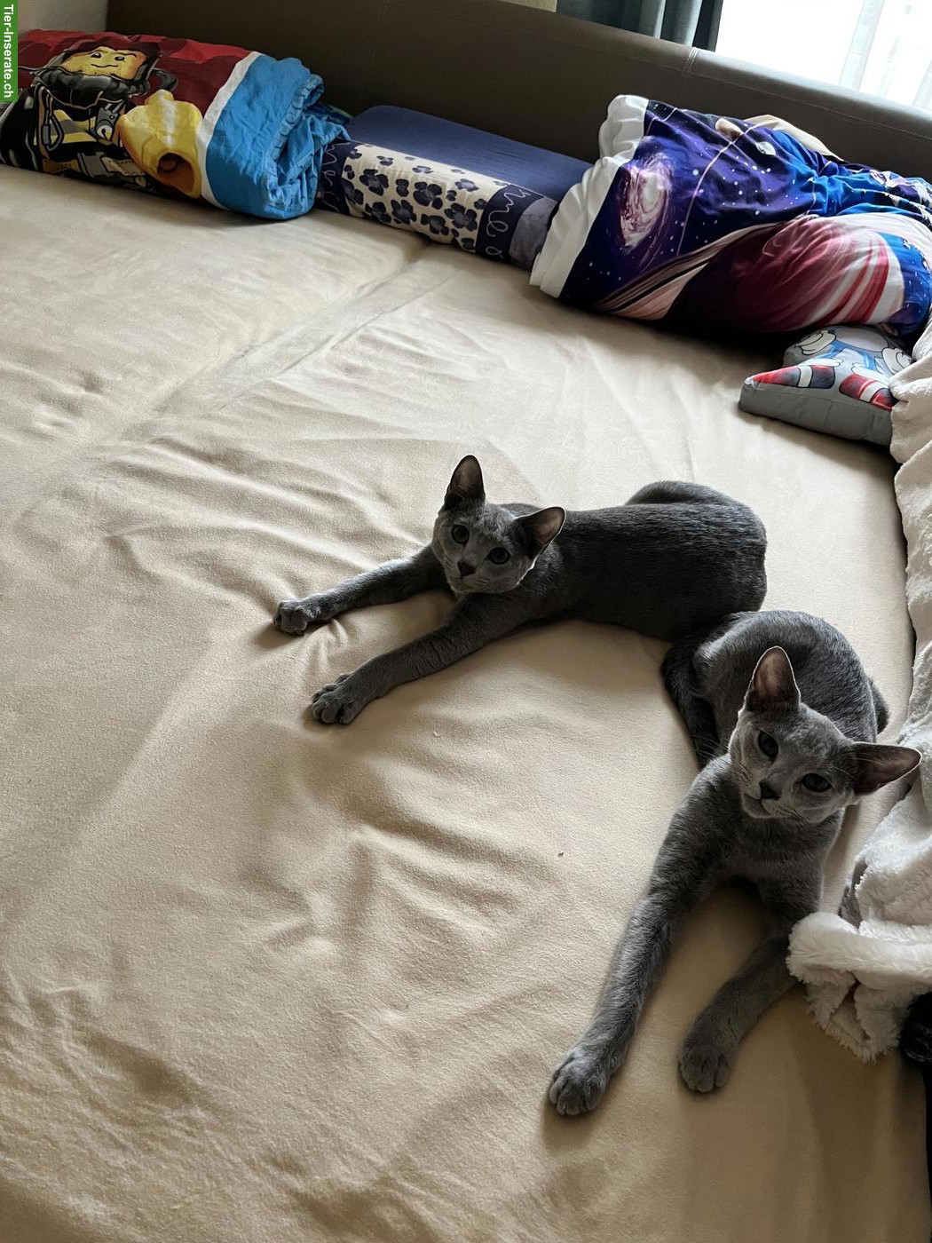 Bild 2: Russisch Blau Katzen Geschwisterpaar sucht liebes Zuhause