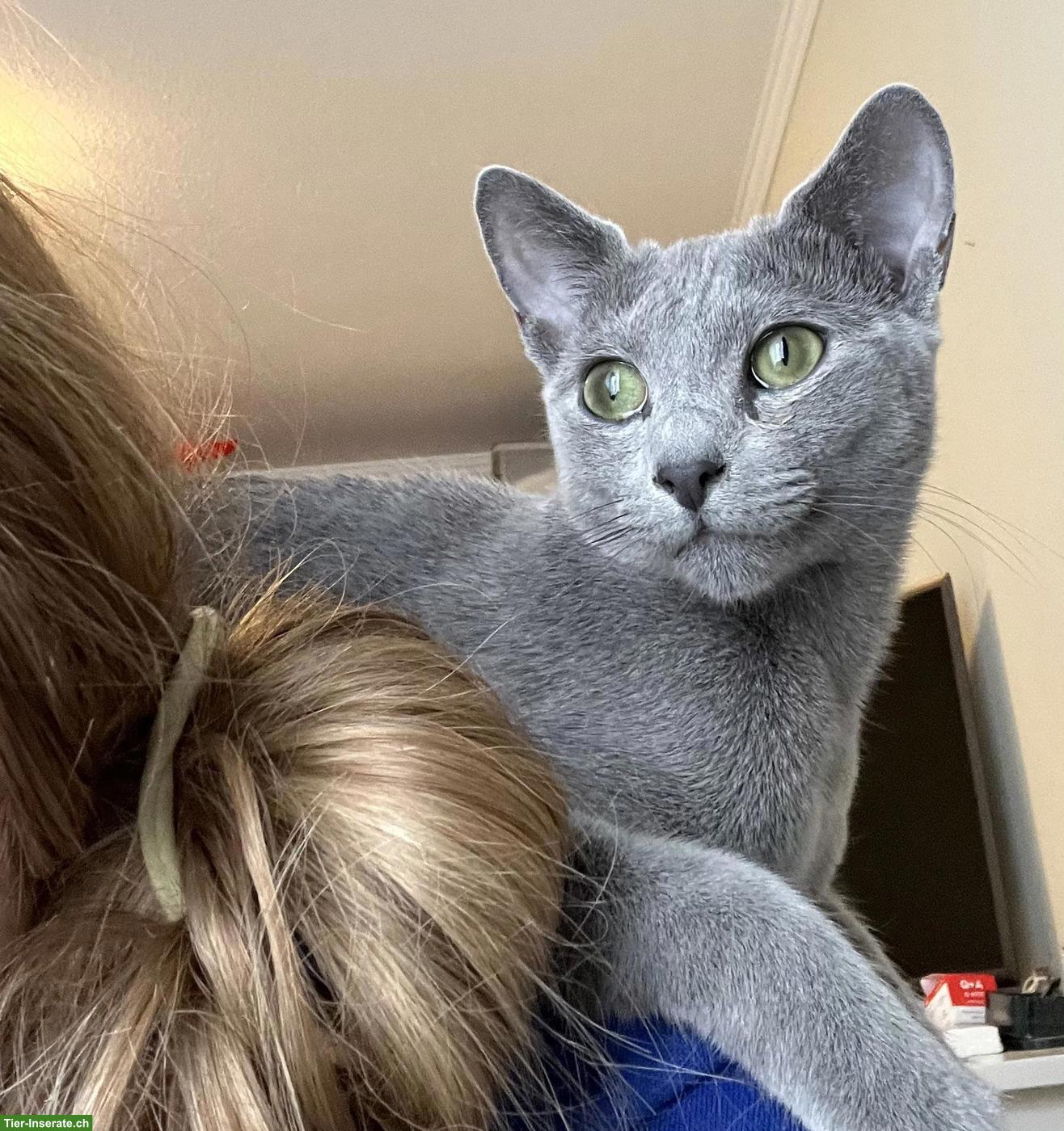 Bild 4: Russisch Blau Katzen Geschwisterpaar sucht liebes Zuhause