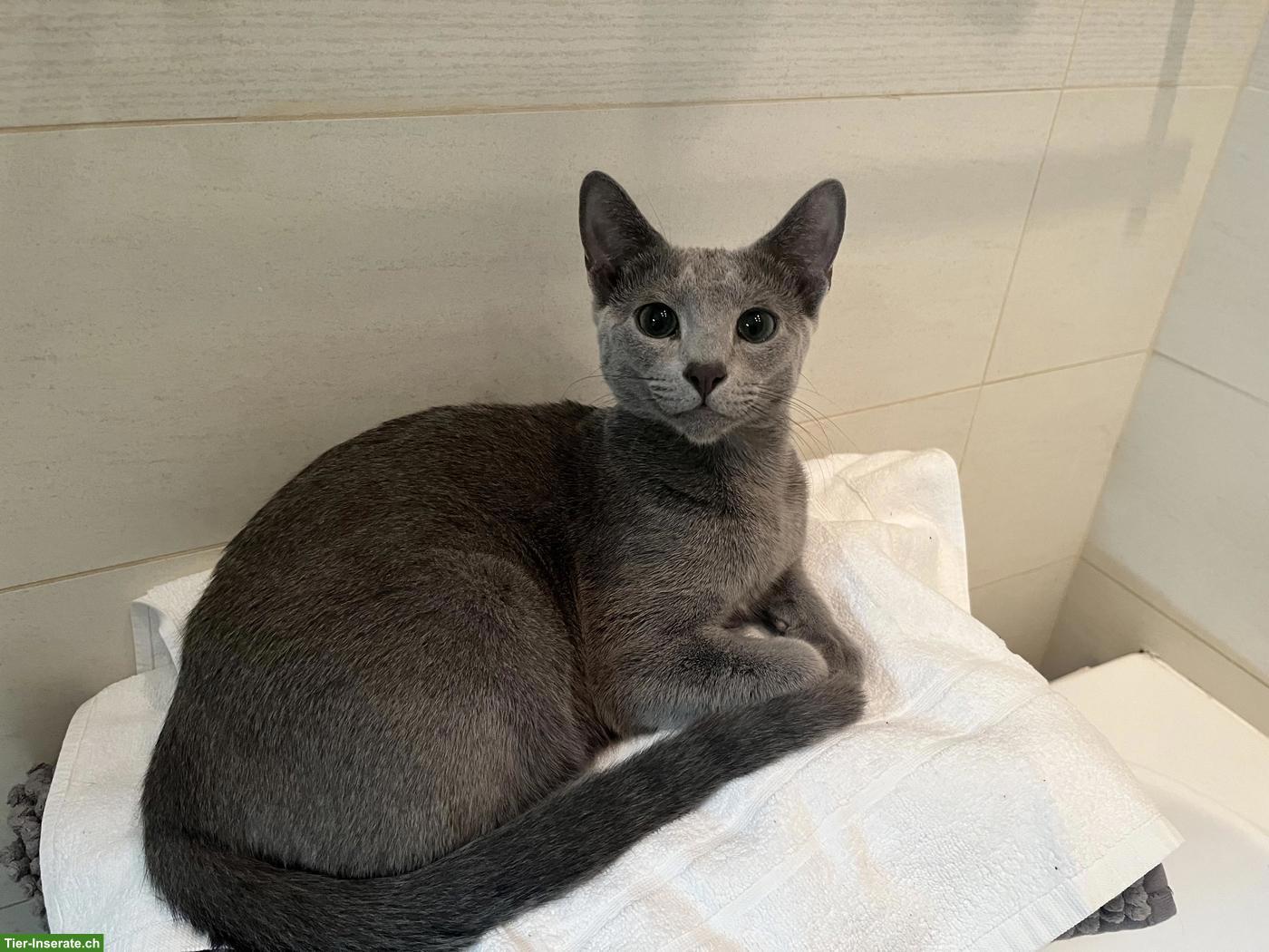 Bild 5: Russisch Blau Katzen Geschwisterpaar sucht liebes Zuhause