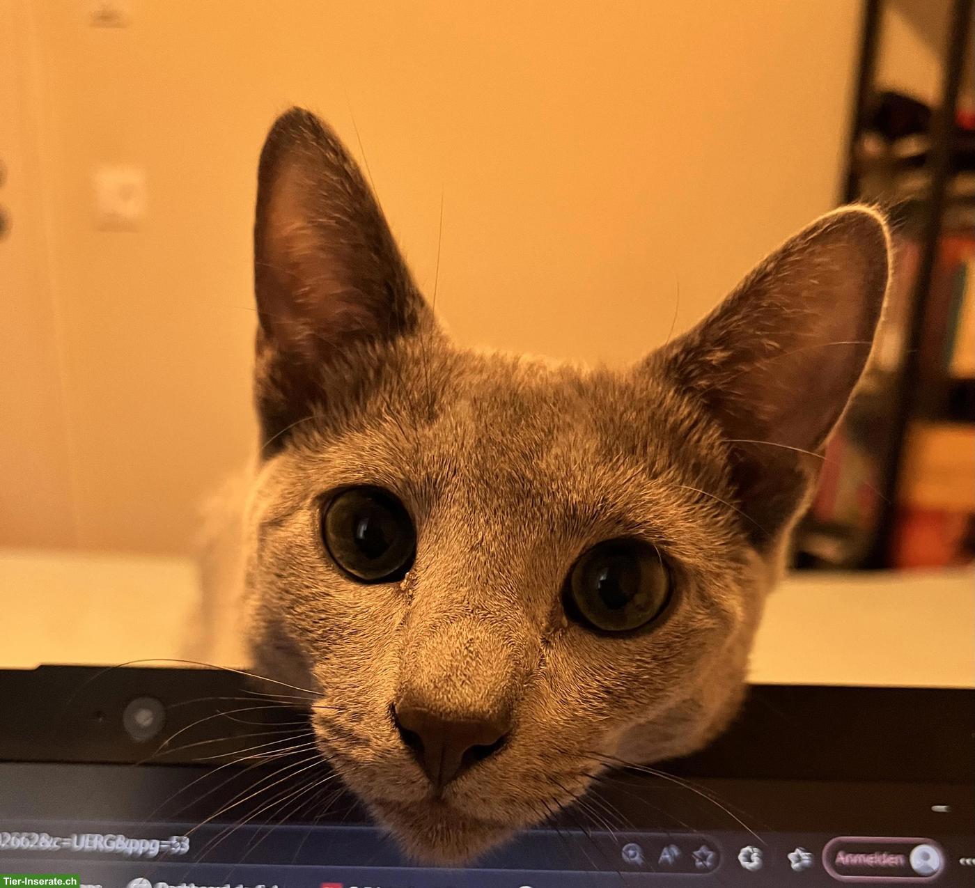 Bild 6: Russisch Blau Katzen Geschwisterpaar sucht liebes Zuhause