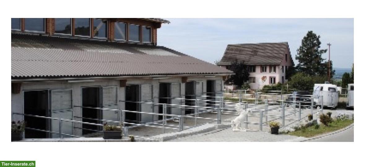 Pferdeboxen mit Auslauf in Braunau TG