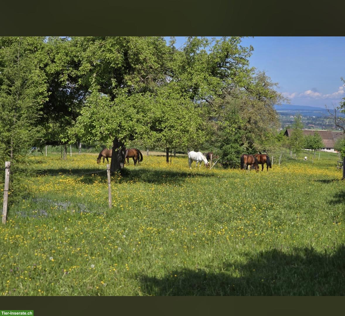 Bild 4: Pferdeboxen mit Auslauf in Braunau TG