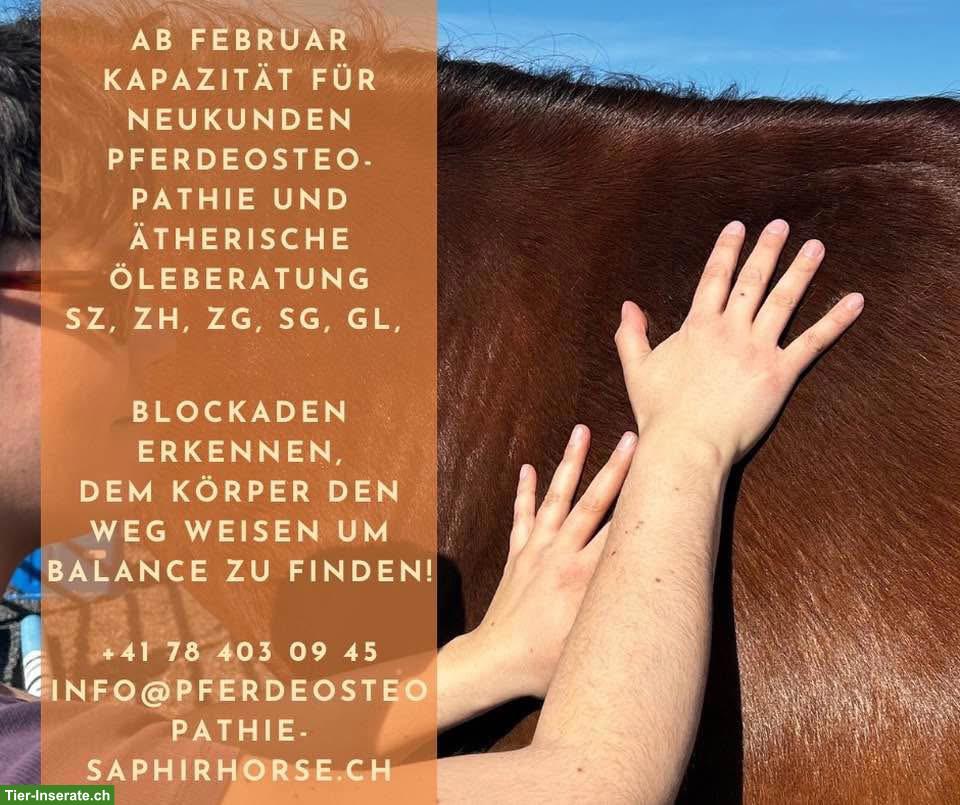 Bild 2: Ganzheitliche Pferdeosteopathie in Schwyz