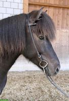 Isländer Wallach, eierlegende Wollmilchsau