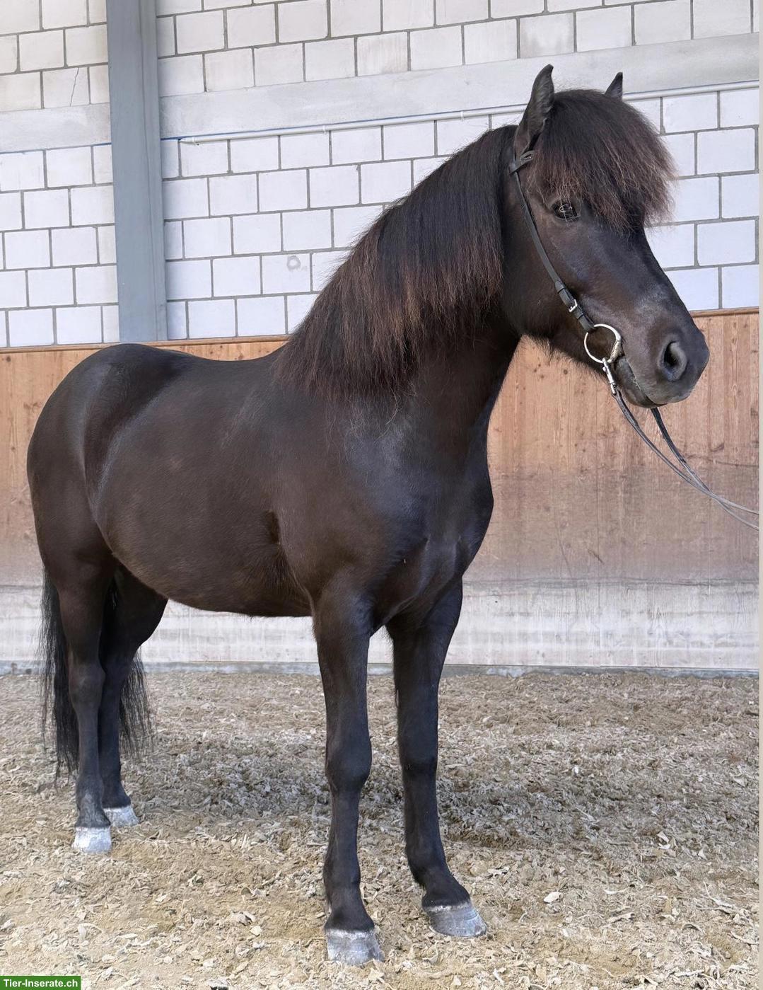 Bild 2: Isländer Wallach, eierlegende Wollmilchsau