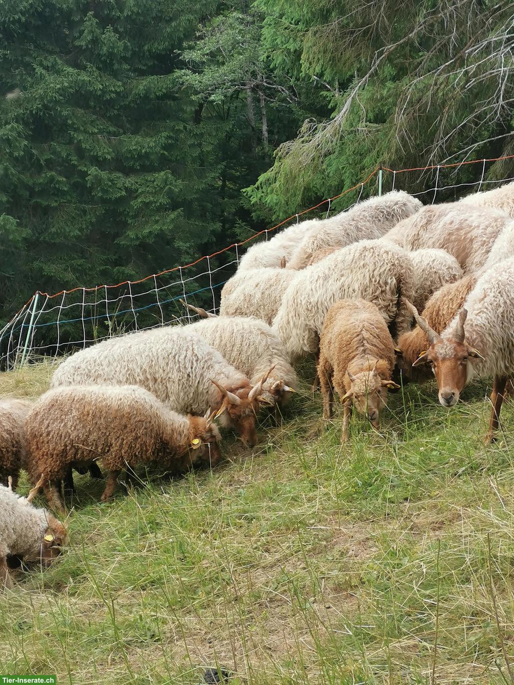 Zackelschaf Auen, Rarität