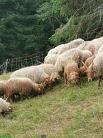 Zackelschaf Auen, Rarität