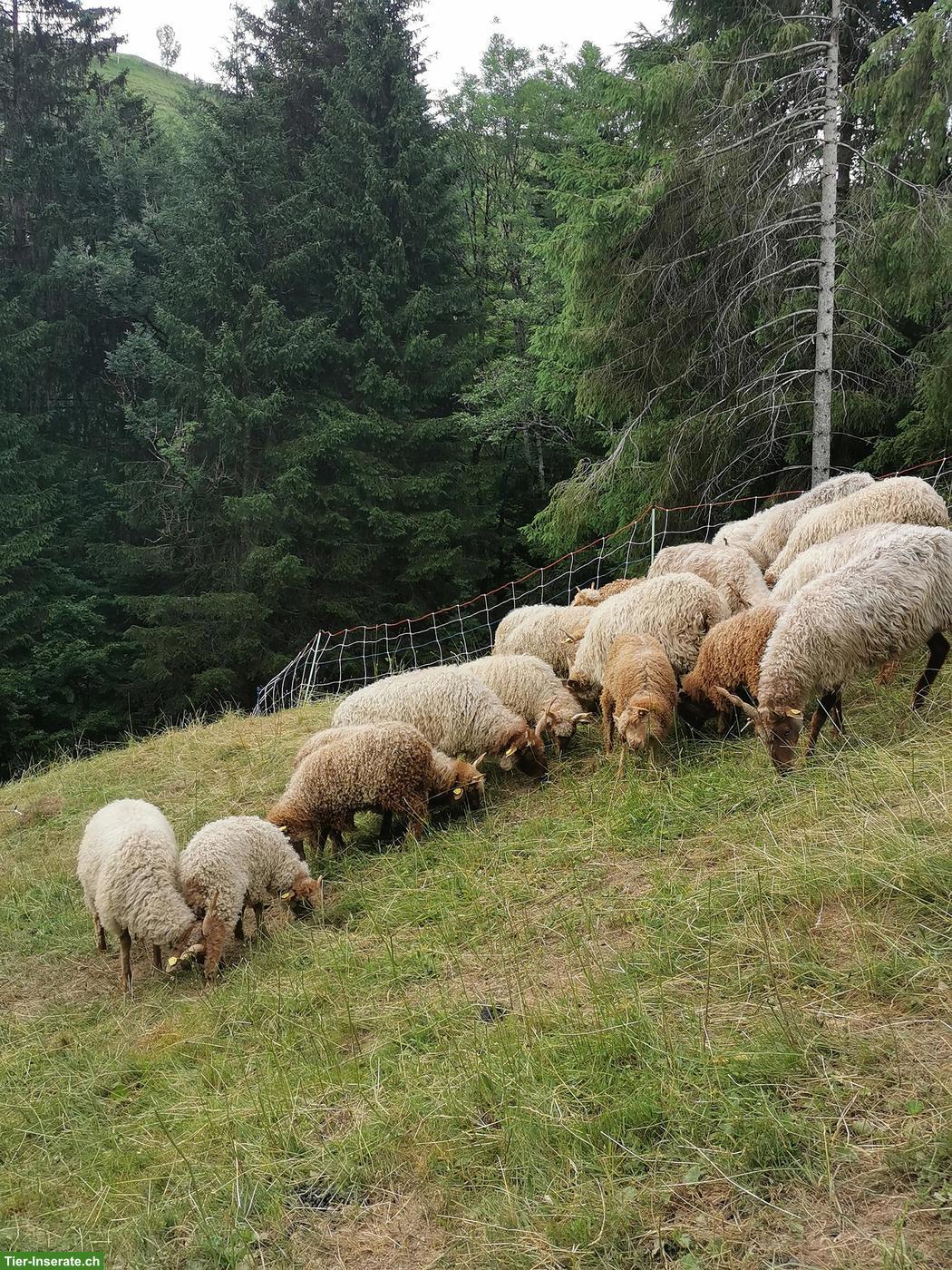 Bild 2: Zackelschaf Auen, Rarität