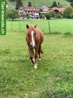 Welsh Pony sucht neue Herausforderung
