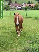 Welsh Pony sucht neue Herausforderung
