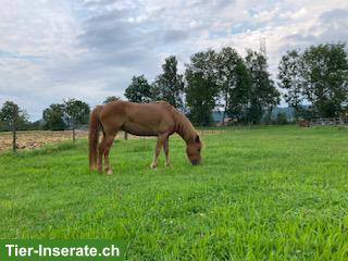Bild 2: Welsh Pony sucht neue Herausforderung