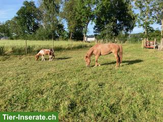 Bild 3: Welsh Pony sucht neue Herausforderung