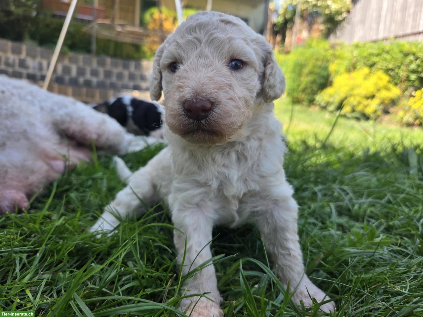 Water-Doodle Wasserhund x Pudel Welpen, Allergikerhund