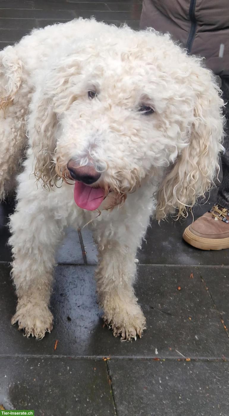 Bild 10: Water-Doodle Wasserhund x Pudel Welpen, Allergikerhund