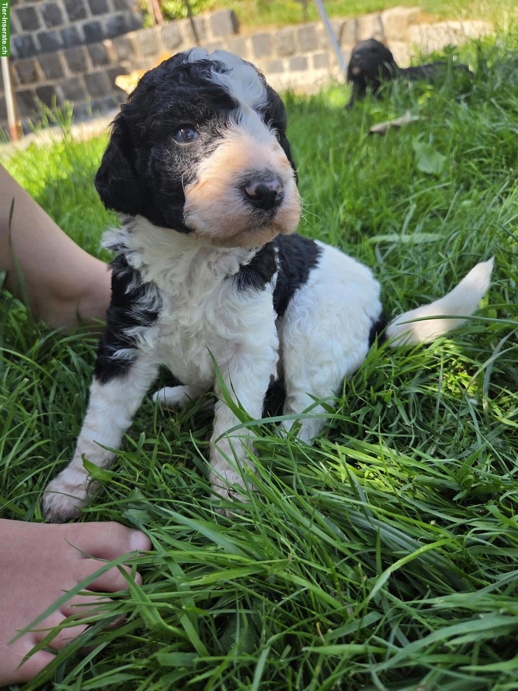 Bild 3: Water-Doodle Wasserhund x Pudel Welpen, Allergikerhund