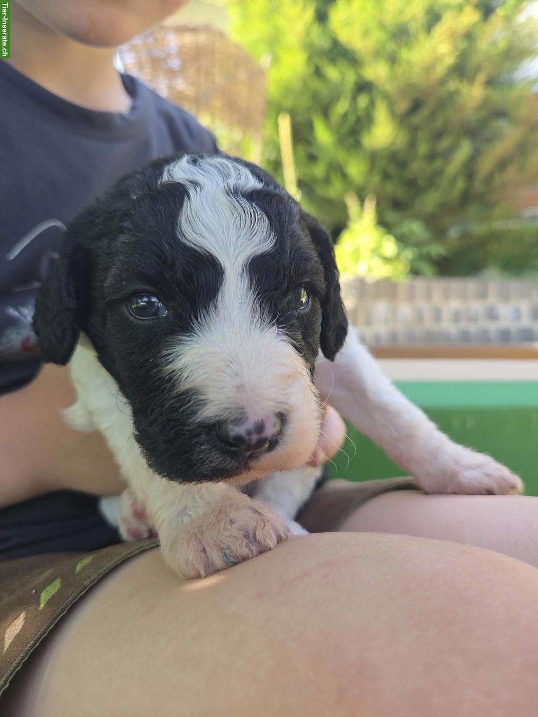 Bild 5: Water-Doodle Wasserhund x Pudel Welpen, Allergikerhund