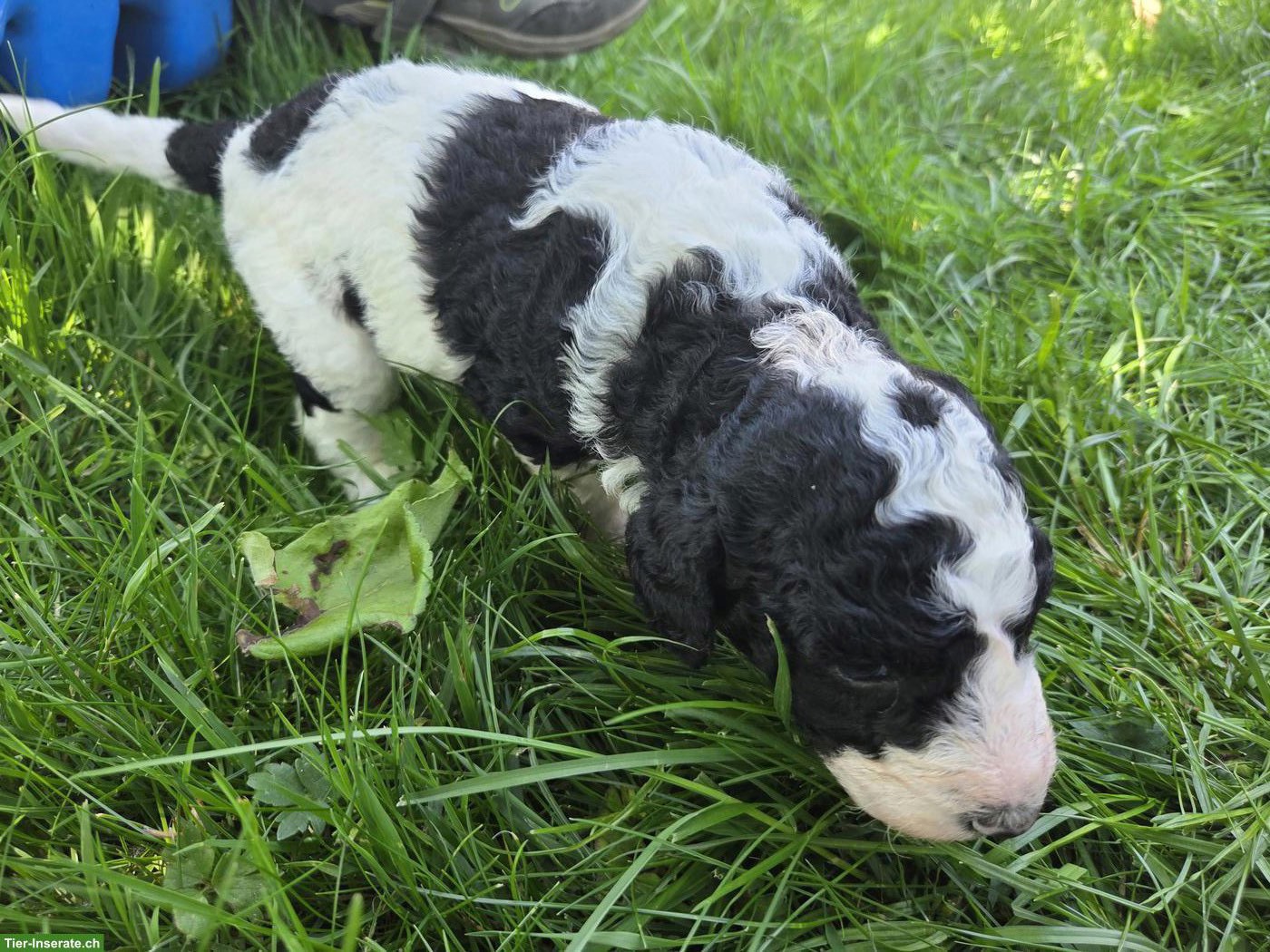 Bild 6: Water-Doodle Wasserhund x Pudel Welpen, Allergikerhund