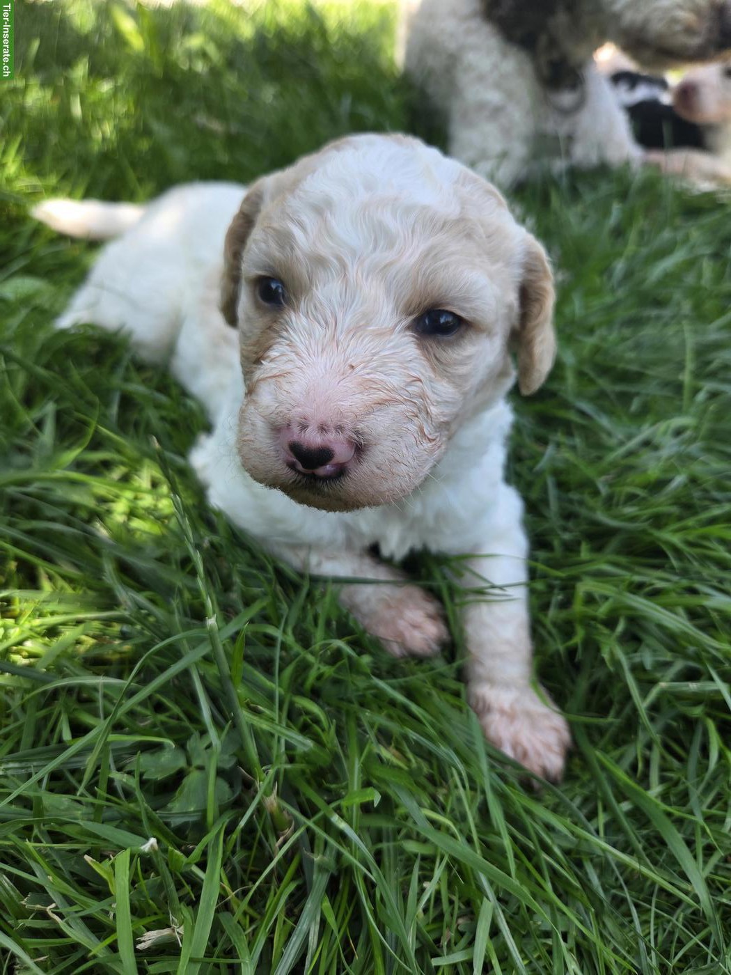 Bild 8: Water-Doodle Wasserhund x Pudel Welpen, Allergikerhund