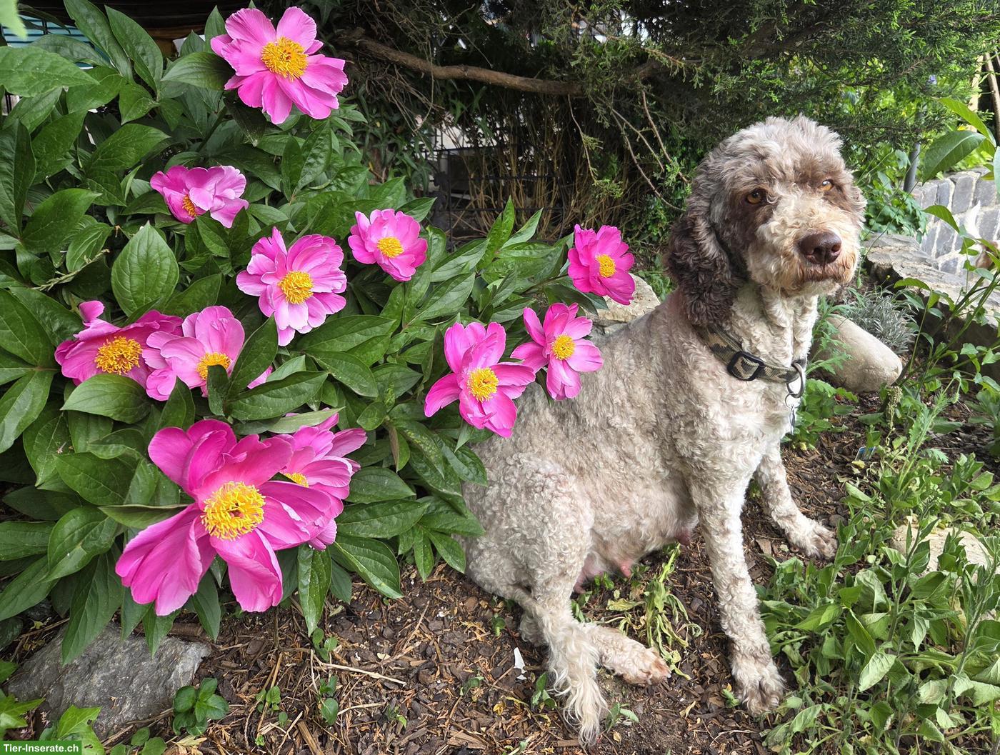 Bild 9: Water-Doodle Wasserhund x Pudel Welpen, Allergikerhund