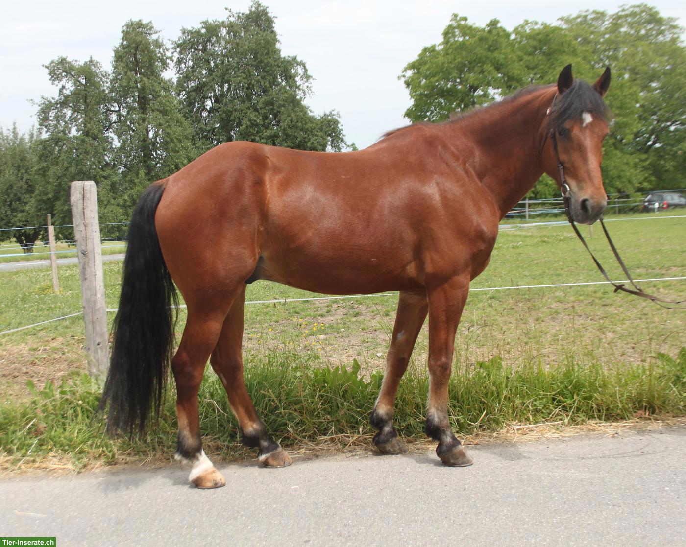 Bild 2: Freiberger Wallach, 10-jährig