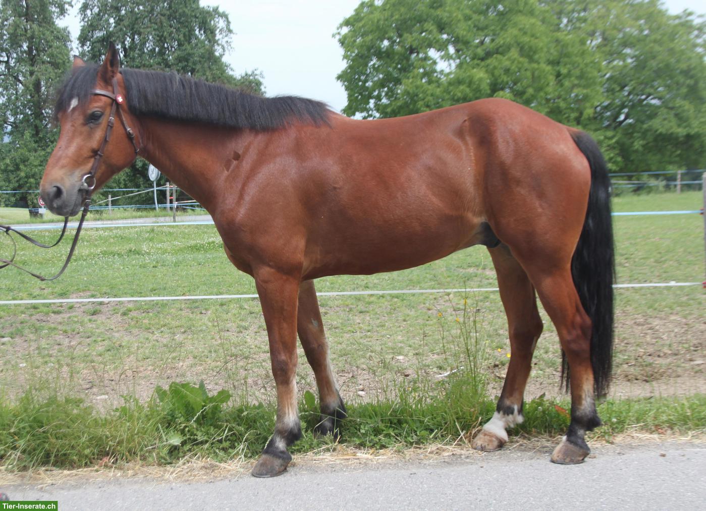 Bild 3: Freiberger Wallach, 10-jährig