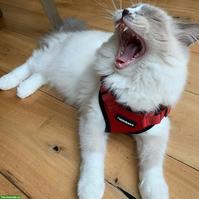 Ragdoll Kater sucht ein neues Zuhause