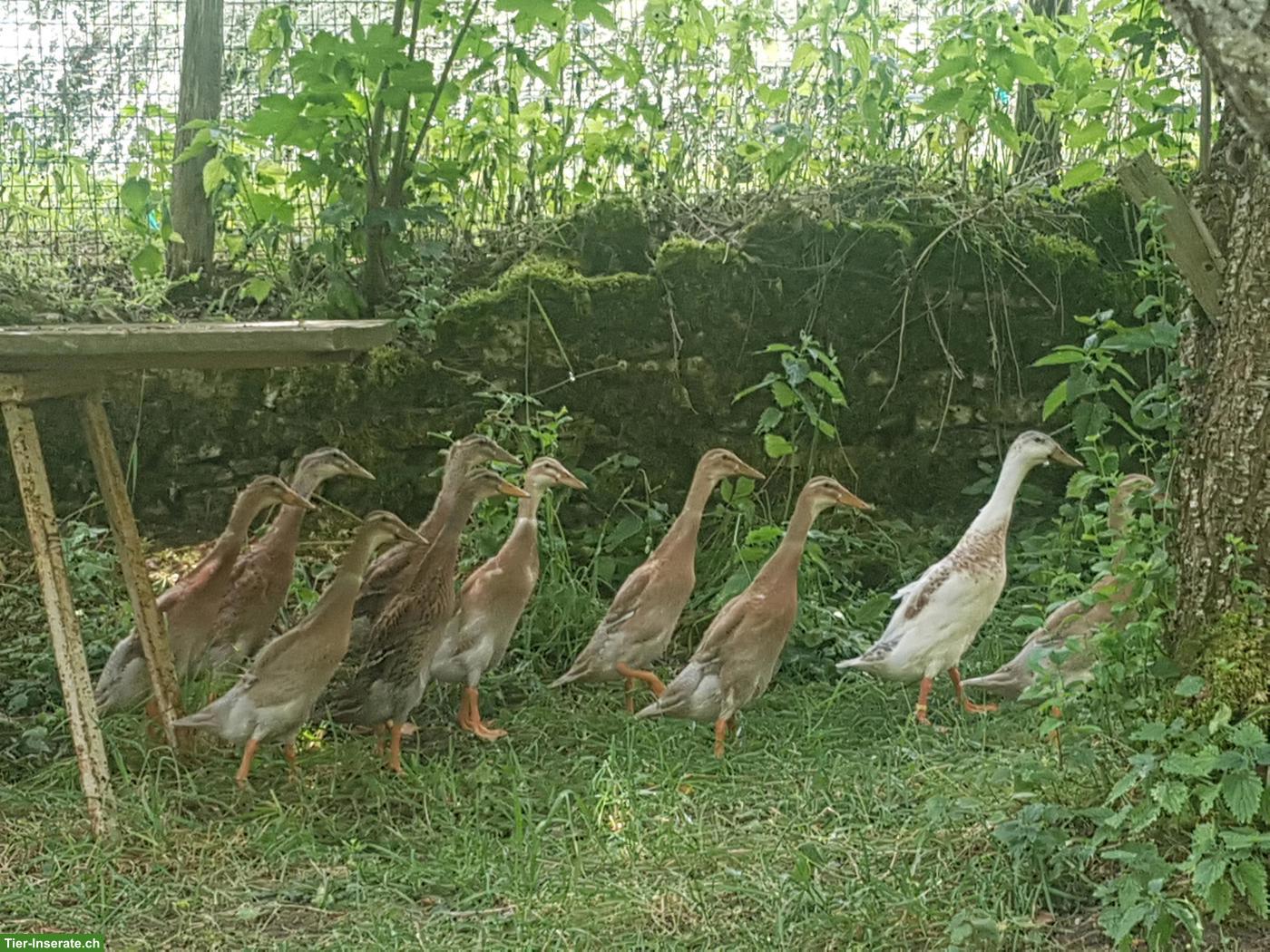 Indische Laufenten - Jungtiere aus Naturbrut