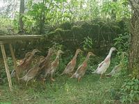 Indische Laufenten - Jungtiere aus Naturbrut