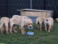 Labrador Retriever Welpe, männlich, blond