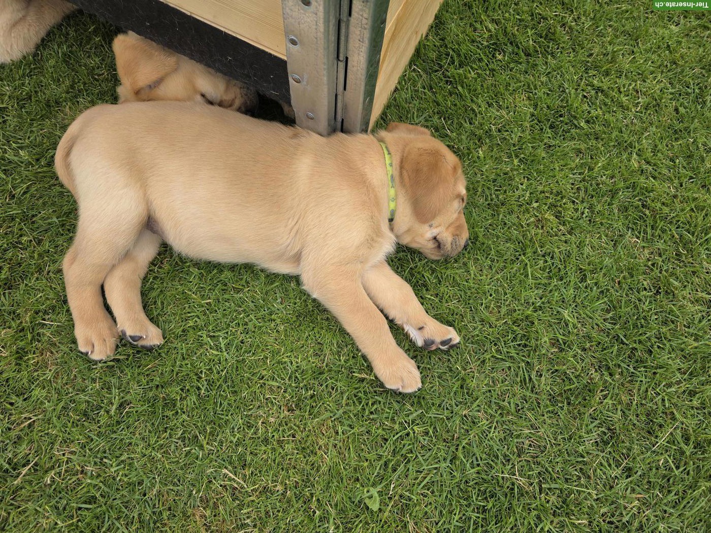 Blonder Labrador Retriever Welpe, weiblich