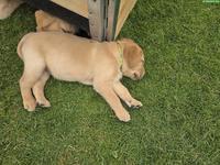 Blonder Labrador Retriever Welpe, weiblich