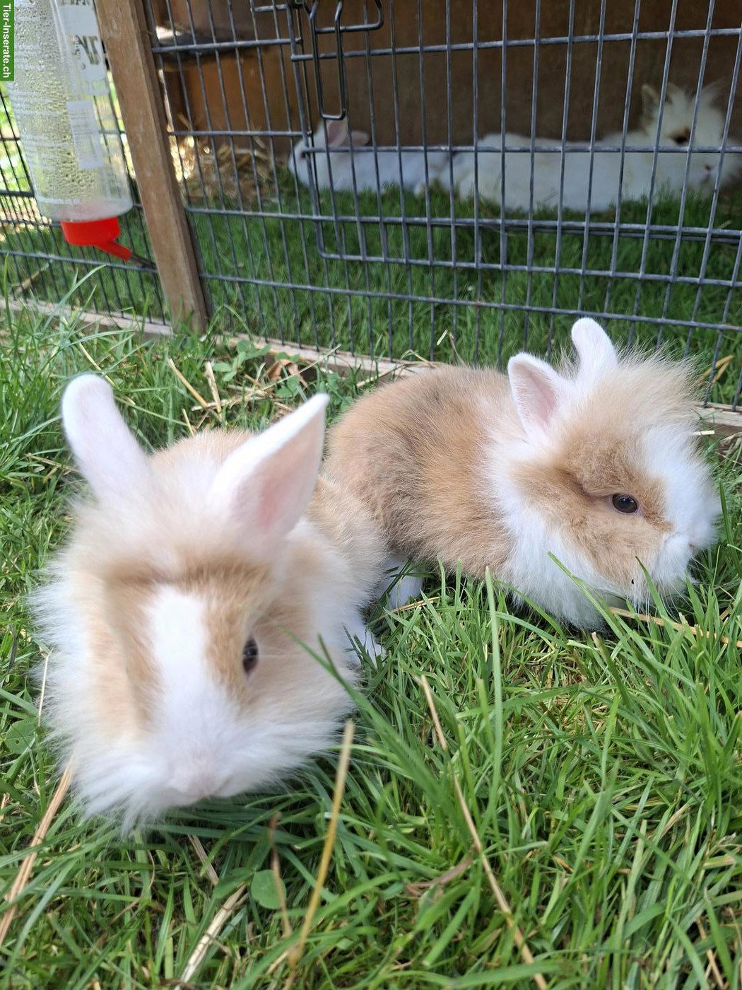 2 Löwenkopf Zwergkaninchen Männchen