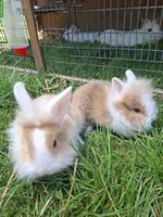 2 Löwenkopf Zwergkaninchen Männchen