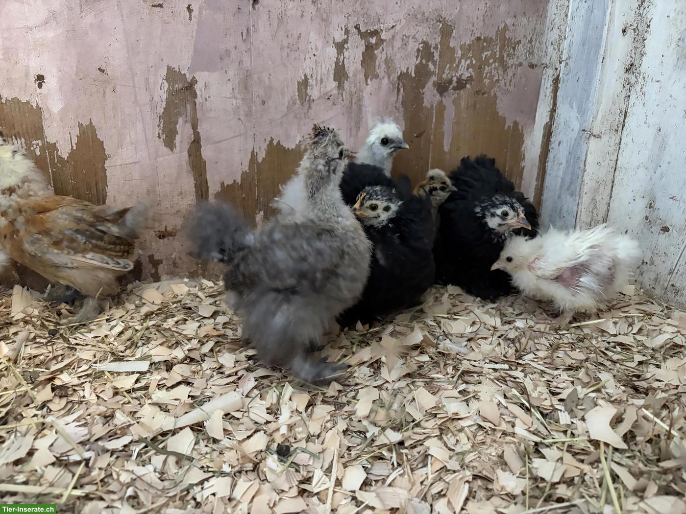 11 US Silkies und 3 Cochins