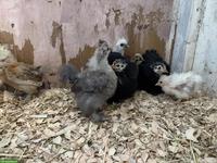 11 US Silkies und 3 Cochins