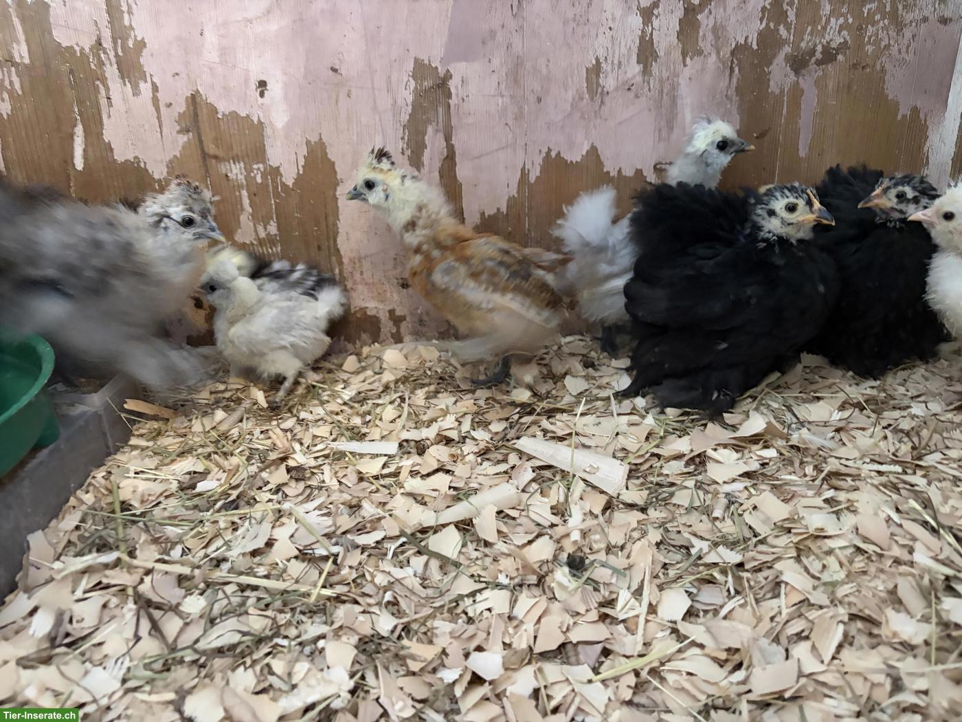Bild 2: 11 US Silkies und 3 Cochins