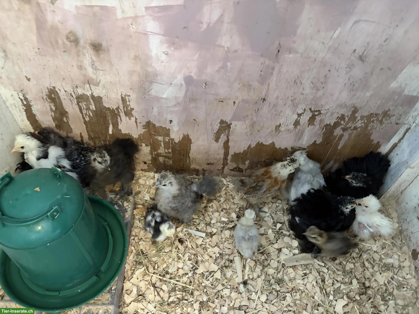 Bild 3: 11 US Silkies und 3 Cochins