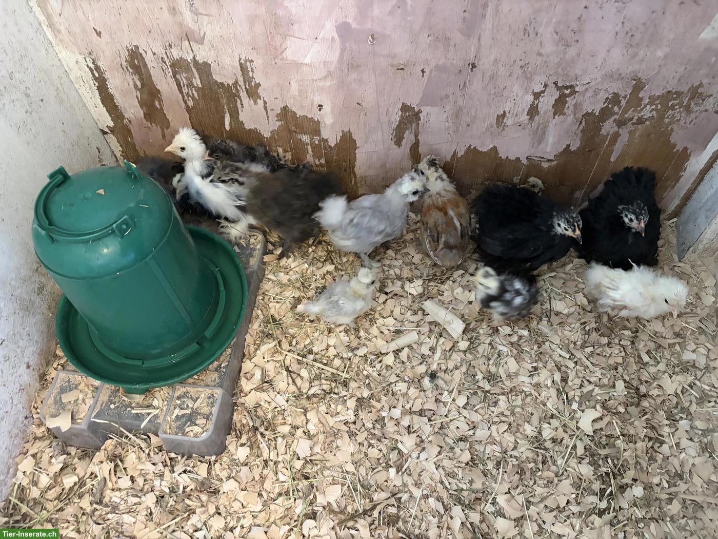 Bild 4: 11 US Silkies und 3 Cochins