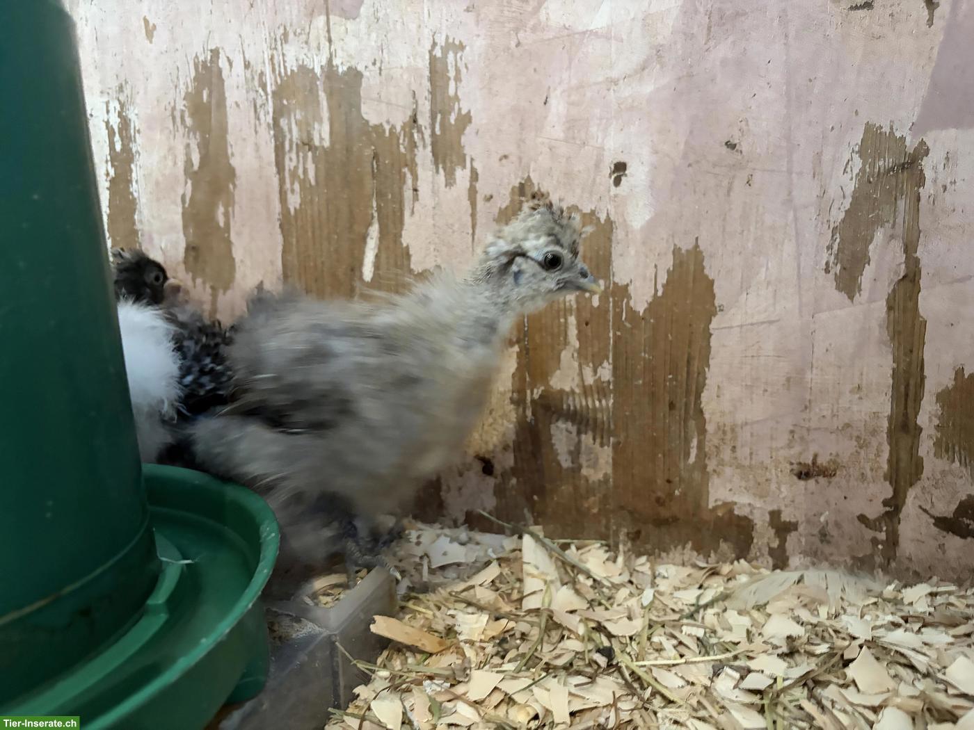 Bild 5: 11 US Silkies und 3 Cochins